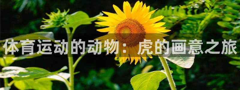 球速体育